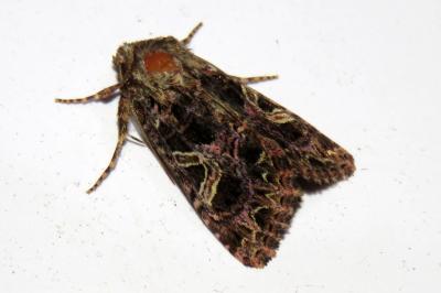 Sideridis rivularis