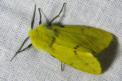 Spilarctia lutea