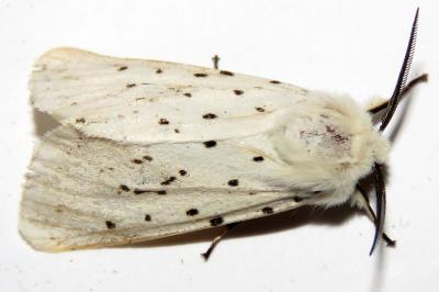 Spilosoma lubricipeda