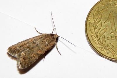 Spodoptera exigua