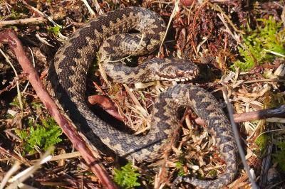 Vipera berus
