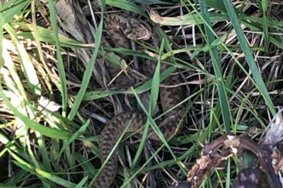 Vipera berus