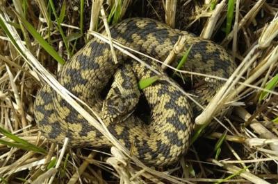 Vipera berus