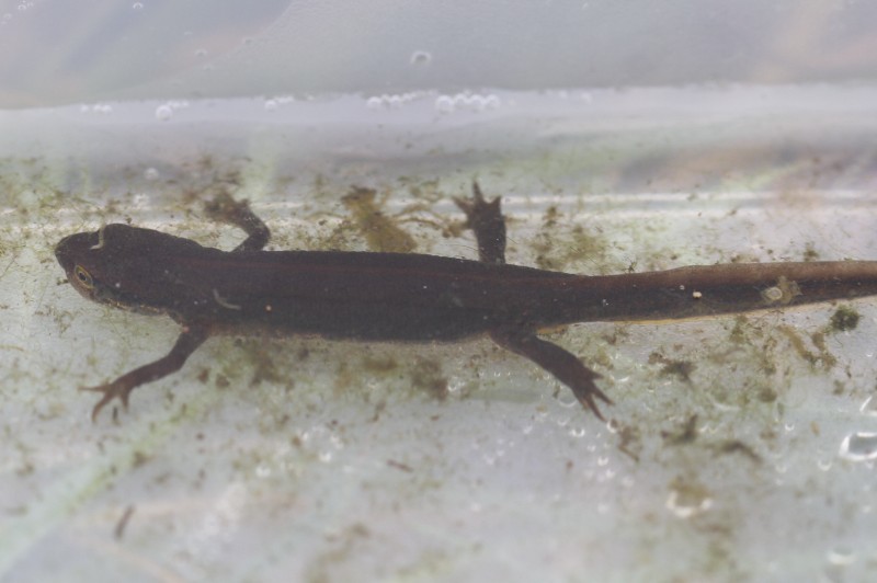 Lissotriton helveticus