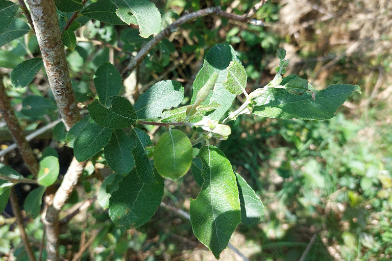 Salix atrocinerea