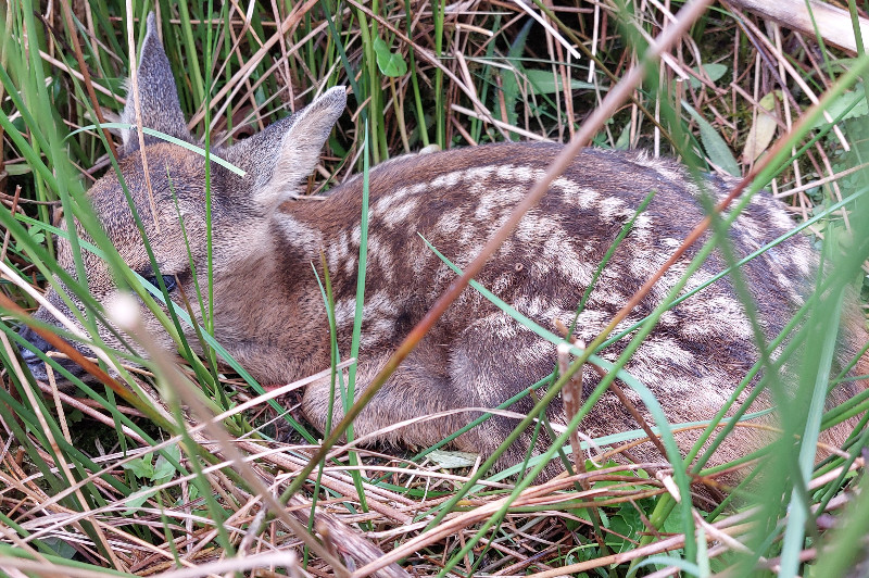 Capreolus capreolus