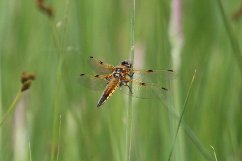 Libellula quadrimaculata