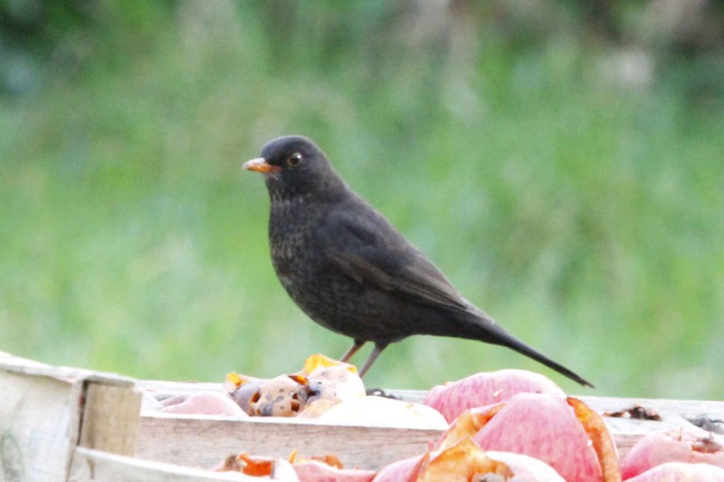 Turdus merula