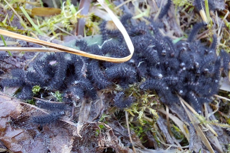 Euphydryas aurinia