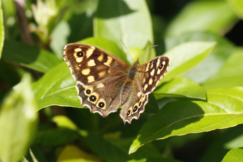 Pararge aegeria