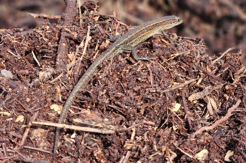 Zootoca vivipara